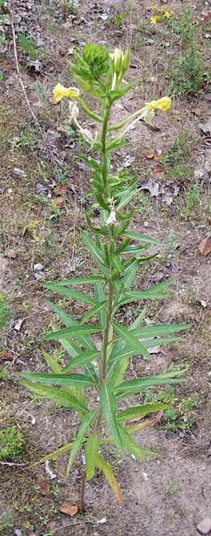 Oenothera spec2 ? \ Nachtkerze / Evening Primrose, D Hanau 26.7.2014