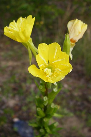 Oenothera rubriaxis \ Rotachsige Nachtkerze / Red-Axis Evening Primrose, D Hanau 3.8.2014