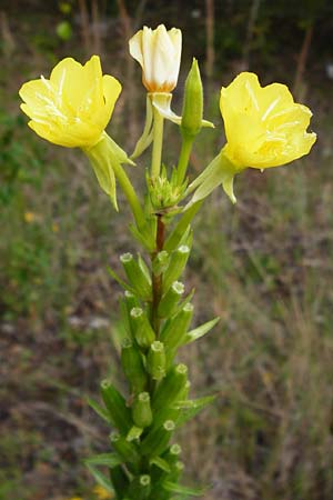 Oenothera rubriaxis \ Rotachsige Nachtkerze / Red-Axis Evening Primrose, D Hanau 3.8.2014