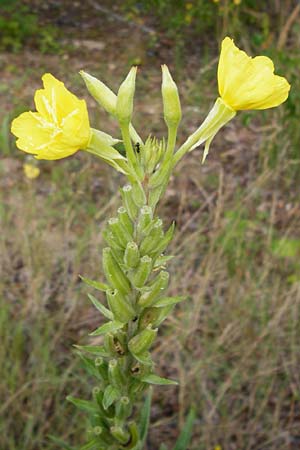 Oenothera rubriaxis \ Rotachsige Nachtkerze / Red-Axis Evening Primrose, D Hanau 3.8.2014