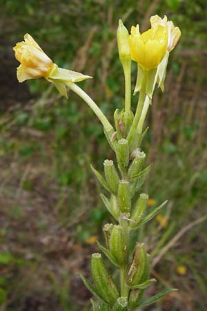 Oenothera rubriaxis \ Rotachsige Nachtkerze / Red-Axis Evening Primrose, D Hanau 3.8.2014
