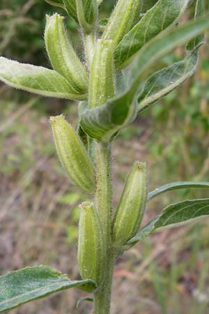 Oenothera spec2 ? \ Nachtkerze / Evening Primrose, D Hanau 26.7.2014