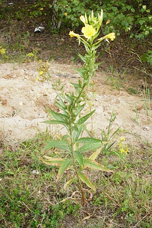 Oenothera rubriaxis \ Rotachsige Nachtkerze / Red-Axis Evening Primrose, D Hanau 3.8.2014