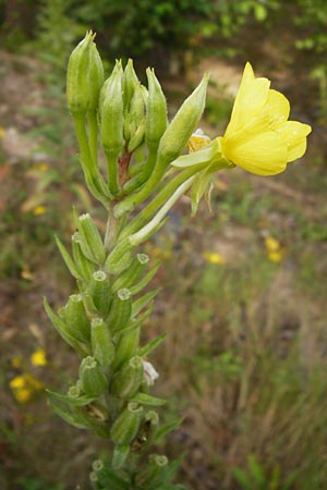 Oenothera rubriaxis \ Rotachsige Nachtkerze / Red-Axis Evening Primrose, D Hanau 3.8.2014