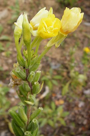 Oenothera rubriaxis \ Rotachsige Nachtkerze / Red-Axis Evening Primrose, D Hanau 3.8.2014