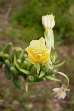 Oenothera rubriaxis \ Rotachsige Nachtkerze / Red-Axis Evening Primrose, D Hanau 3.8.2014
