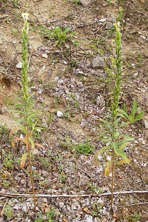Oenothera rubriaxis \ Rotachsige Nachtkerze / Red-Axis Evening Primrose, D Hanau 3.8.2014