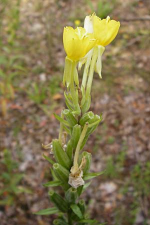 Oenothera rubriaxis \ Rotachsige Nachtkerze / Red-Axis Evening Primrose, D Hanau 3.8.2014