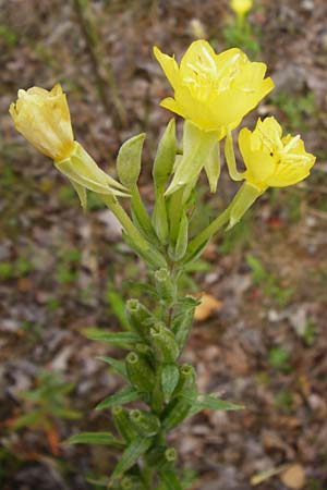 Oenothera rubriaxis \ Rotachsige Nachtkerze / Red-Axis Evening Primrose, D Hanau 3.8.2014