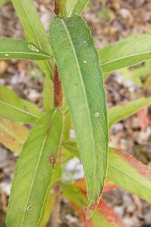 Oenothera spec2 ? \ Nachtkerze / Evening Primrose, D Hanau 26.7.2014