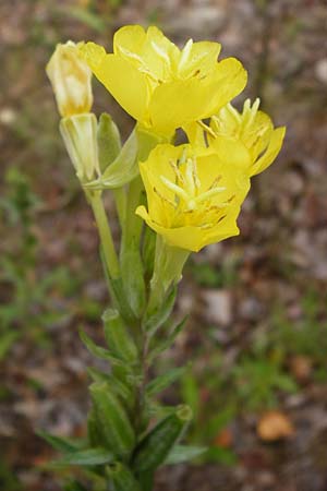 Oenothera rubriaxis \ Rotachsige Nachtkerze / Red-Axis Evening Primrose, D Hanau 3.8.2014