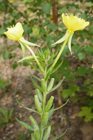 Oenothera rubriaxis \ Rotachsige Nachtkerze / Red-Axis Evening Primrose, D Hanau 3.8.2014