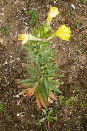 Oenothera rubriaxis \ Rotachsige Nachtkerze / Red-Axis Evening Primrose, D Hanau 3.8.2014