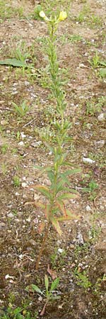 Oenothera rubriaxis \ Rotachsige Nachtkerze / Red-Axis Evening Primrose, D Hanau 3.8.2014