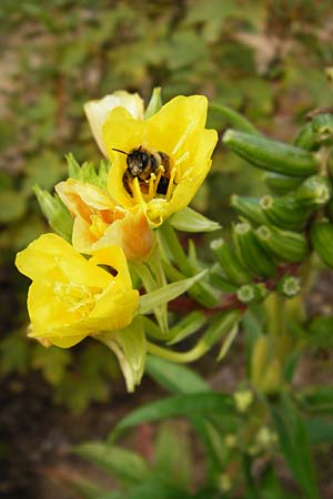 Oenothera rubriaxis \ Rotachsige Nachtkerze / Red-Axis Evening Primrose, D Hanau 3.8.2014