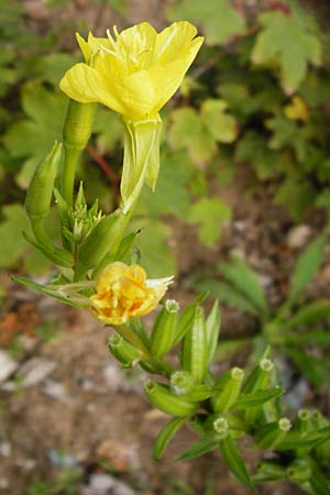 Oenothera rubriaxis \ Rotachsige Nachtkerze / Red-Axis Evening Primrose, D Hanau 3.8.2014