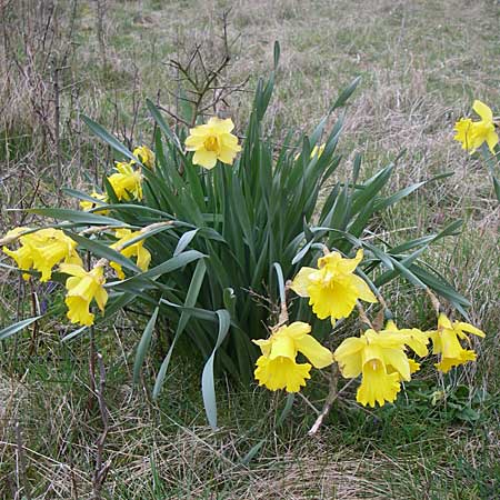 Narcissus pseudonarcissus \ Gelbe Narzisse, Osterglocke / Wild Daffodil, D Albisheim 5.4.2008