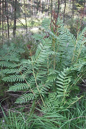 Osmunda regalis \ Knigs-Farn / Royal Fern, D Bad Dürkheim 20.8.2009