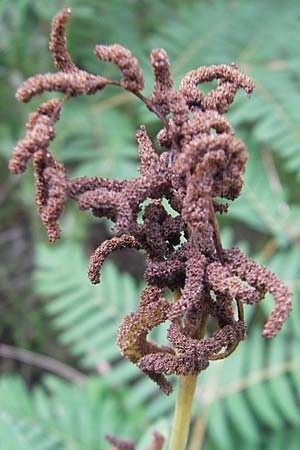 Osmunda regalis \ Knigs-Farn / Royal Fern, D Bad Dürkheim 20.8.2009