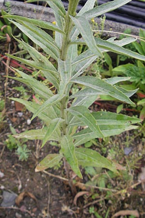 Oenothera drawertii \ Drawerts Nachtkerze / Drawert's Evening Primrose, D Weinheim an der Bergstraße 12.7.2011
