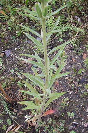 Oenothera drawertii \ Drawerts Nachtkerze / Drawert's Evening Primrose, D Weinheim an der Bergstraße 12.7.2011
