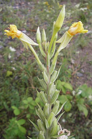 Oenothera drawertii \ Drawerts Nachtkerze / Drawert's Evening Primrose, D Weinheim an der Bergstraße 12.7.2011