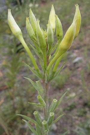 Oenothera drawertii \ Drawerts Nachtkerze / Drawert's Evening Primrose, D Weinheim an der Bergstraße 12.7.2011