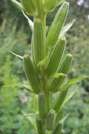 Oenothera suaveolens \ Wohlriechende Nachtkerze / Smelling Evening Primrose, D Viernheim 21.7.2011