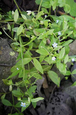 Omphalodes scorpioides \ Wald-Nabelnsschen, Wald-Gedenkemein / Navelwort, D  23.6.2012