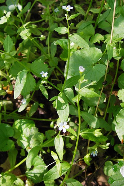 Omphalodes scorpioides \ Wald-Nabelnsschen, Wald-Gedenkemein / Navelwort, D Schweinfurt 5.5.2013