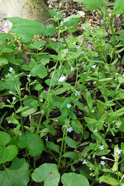 Omphalodes scorpioides \ Wald-Nabelnsschen, Wald-Gedenkemein / Navelwort, D Schweinfurt 5.5.2013