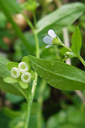 Omphalodes scorpioides \ Wald-Nabelnsschen, Wald-Gedenkemein / Navelwort, D Schweinfurt 5.5.2013