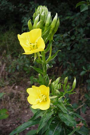 Oenothera badensis \ Badische Nachtkerze / Baden Evening Primrose, D Mannheim 16.7.2014