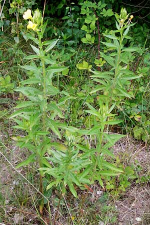 Oenothera badensis \ Badische Nachtkerze / Baden Evening Primrose, D Mannheim 16.7.2014