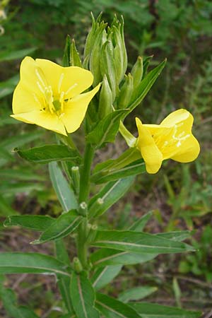 Oenothera badensis \ Badische Nachtkerze / Baden Evening Primrose, D Mannheim 16.7.2014
