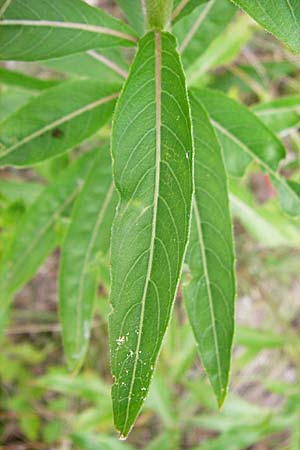 Oenothera badensis \ Badische Nachtkerze / Baden Evening Primrose, D Mannheim 16.7.2014