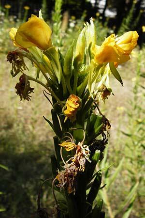 Oenothera suaveolens ? \ Wohlriechende Nachtkerze / Smelling Evening Primrose, D Graben-Neudorf 19.7.2014