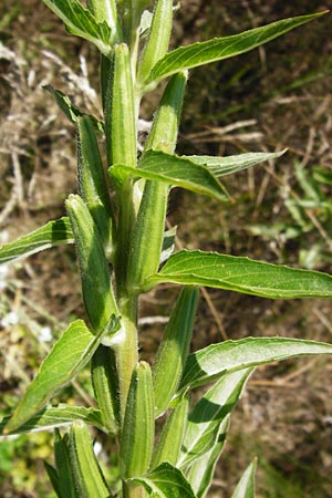 Oenothera suaveolens ? \ Wohlriechende Nachtkerze / Smelling Evening Primrose, D Graben-Neudorf 19.7.2014