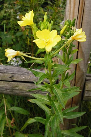 Oenothera drawertii \ Drawerts Nachtkerze / Drawert's Evening Primrose, D Graben-Neudorf 28.7.2014