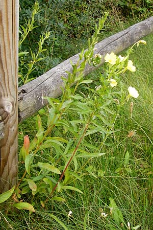 Oenothera drawertii \ Drawerts Nachtkerze / Drawert's Evening Primrose, D Graben-Neudorf 28.7.2014