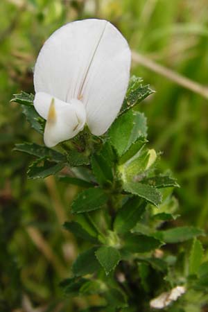 Ononis spinosa \ Dornige Hauhechel / Spiny Restharrow, D Mainz 3.8.2014