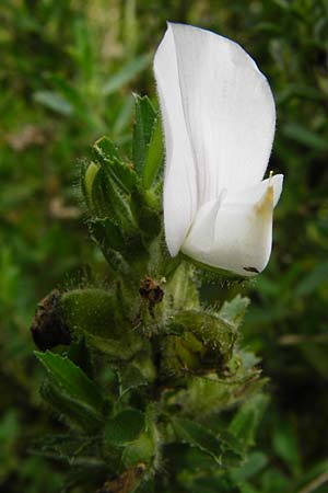 Ononis spinosa \ Dornige Hauhechel / Spiny Restharrow, D Mainz 3.8.2014