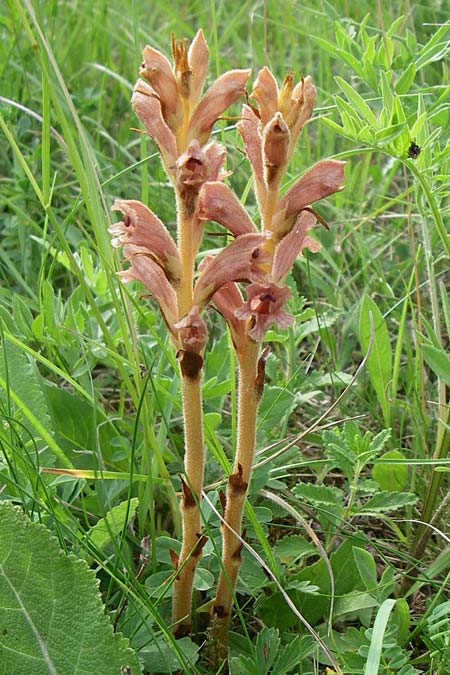 Orobanche teucrii \ Gamander-Sommerwurz / Germander Broomrape, D Zeutern 29.5.2008