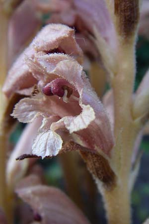 Orobanche teucrii \ Gamander-Sommerwurz / Germander Broomrape, D Zeutern 29.5.2008