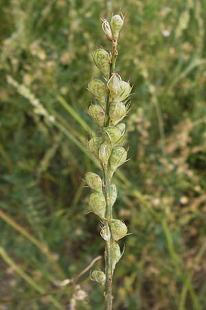 Onobrychis viciifolia \ Futter-Esparsette, Saat-Esparsette / Sainfoin, D Mannheim 20.6.2013