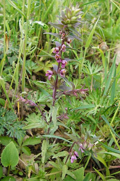 Odontites vernus \ Frhlings-Zahntrost / Red Bartsia, D Friedewald 31.5.2014