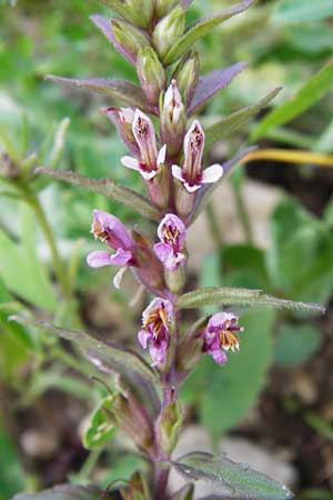 Odontites vernus \ Frhlings-Zahntrost / Red Bartsia, D Friedewald 31.5.2014