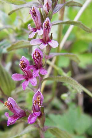 Odontites vernus \ Frhlings-Zahntrost / Red Bartsia, D Friedewald 31.5.2014
