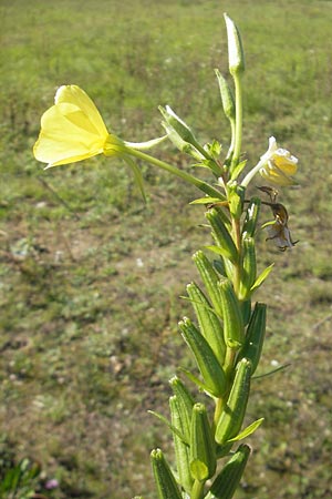 Oenothera wienii \ Danziger Nachtkerze / Danzig Evening Primrose, D Mannheim 10.9.2011