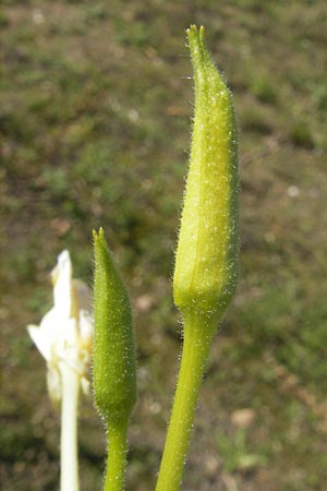 Oenothera wienii \ Danziger Nachtkerze / Danzig Evening Primrose, D Mannheim 10.9.2011